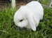 White Male Mini Lop