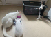 Blk/white kittens 1 boy 1 girl