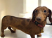 Stud Miniature dachshund Tiny Ted dapple carrying long