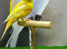 Raza canary cock