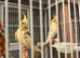 Baby cocktails for sale