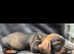 Quality WireHair Dachshund ( teckels)