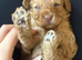 COCKAPOO PUPPIES LOOKING FOR HOME