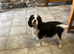 Lovely litter of KC reg blenheim and tri cavalier king charles  pups from health tested parents