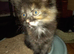 Maine coon cross