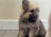 8 Weeks Old - Cavachon × Pomeranian Puppies