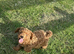 Cavapoo