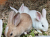 Gorgeous Lop Mix Baby Rabbits Looking for Loving Homes