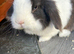 Blue Lion lop