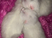 Female pure white kitten