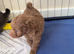 8 Weeks Old - Cavachon × Pomeranian Puppies