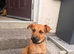 German shepherd cross