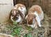 Plush Lop Bonded Sister Pair