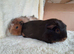 Pair of baby bonded boys