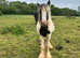 Cob filly