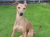 Italian greyhound for stud