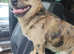 Beautiful pomchi stud dog