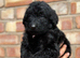 F1 Labradoodles
