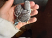 2026 bred bkack wing / black head / white albinos baby budgies
