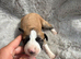Lurcher puppies