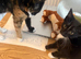1 girl black and white tuxedo kittens left