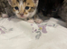 Half bengal half maincoone kittens