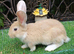 Beautiful Litter of Mixed Coloured Pure Bred Continental Giants - Vaccinated - RESERVE