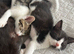 8 week old kittens 2 left