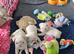 Beautiful Pink Pug puppies for sale
