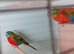 Splendid Parakeets