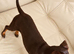 6-month-old Chihuahua x Dachshund — needs a home with other dogs
