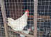 Jersey Giant breeding trio ..................white
