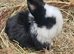 Mini lop buck available 08/06/2026