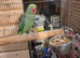 Alexandrine Parakeet - 2 years old