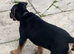 German shepherd X