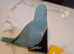 Hand reared baby ringnecks