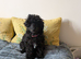 Toy poodle girls,KC Reg,Fully vaccinated