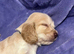 Cocker spaniel puppies