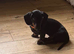 Dachshund miniature kc registered pup
