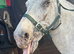 13.1hh spotted pony jumps and perfect lead rein