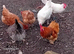White hens for sale