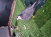 Lanner falcons