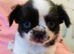Tiny Chihuahua cross chinese crested puppies