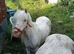 Sweet project spotted mare in foal