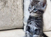 MAINCOON X BENGAL KITTENS READY NOW