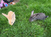4 beautiful continental giant babies
