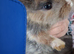 Lovely super frindly rabbit