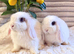 Mini Lop girls (choc & Lilac markings)