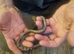 Stunning baby boas