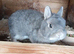Netherland dwarf rabbits